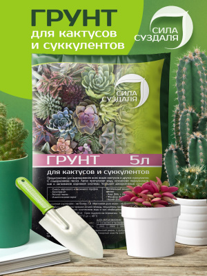 Кактусы 2